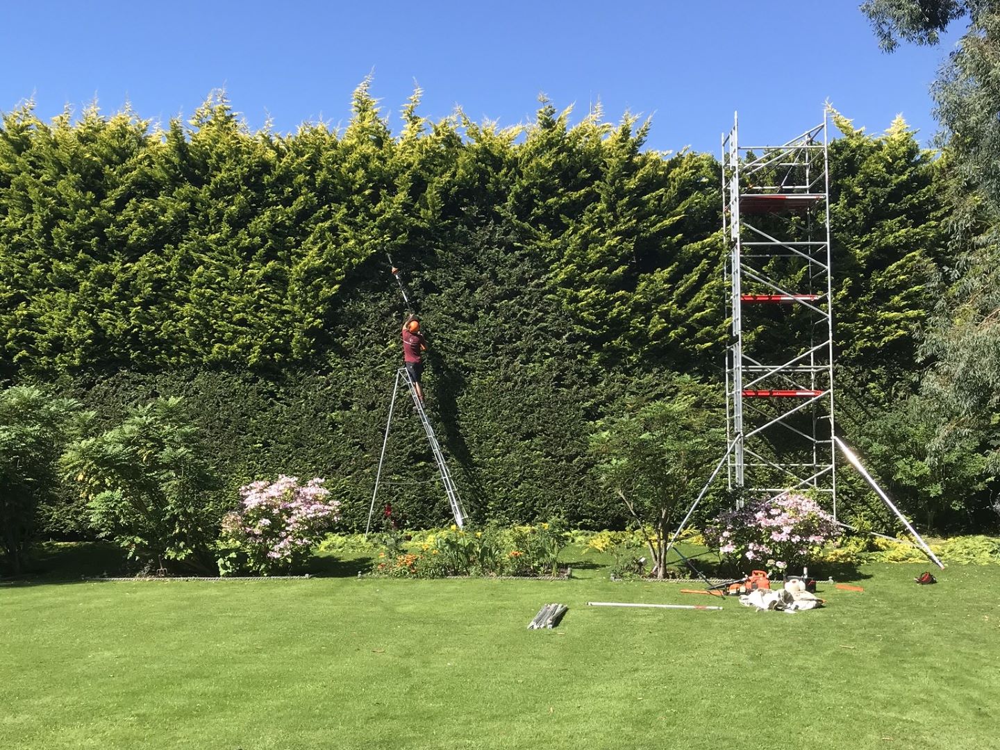 Hedge trimming and cutting