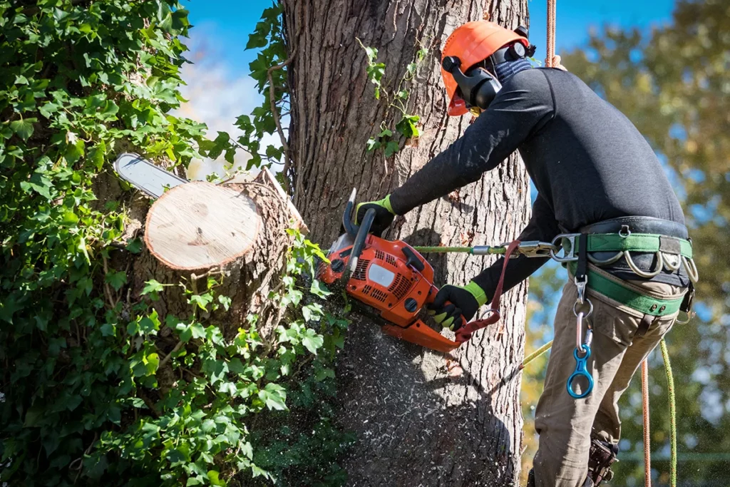 Tree removal in progress