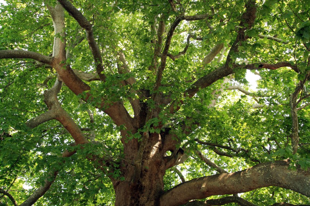Tree Preservation Order application