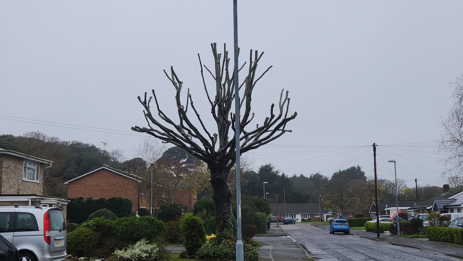 After: the roadside tree pollarded back to a tidy framework