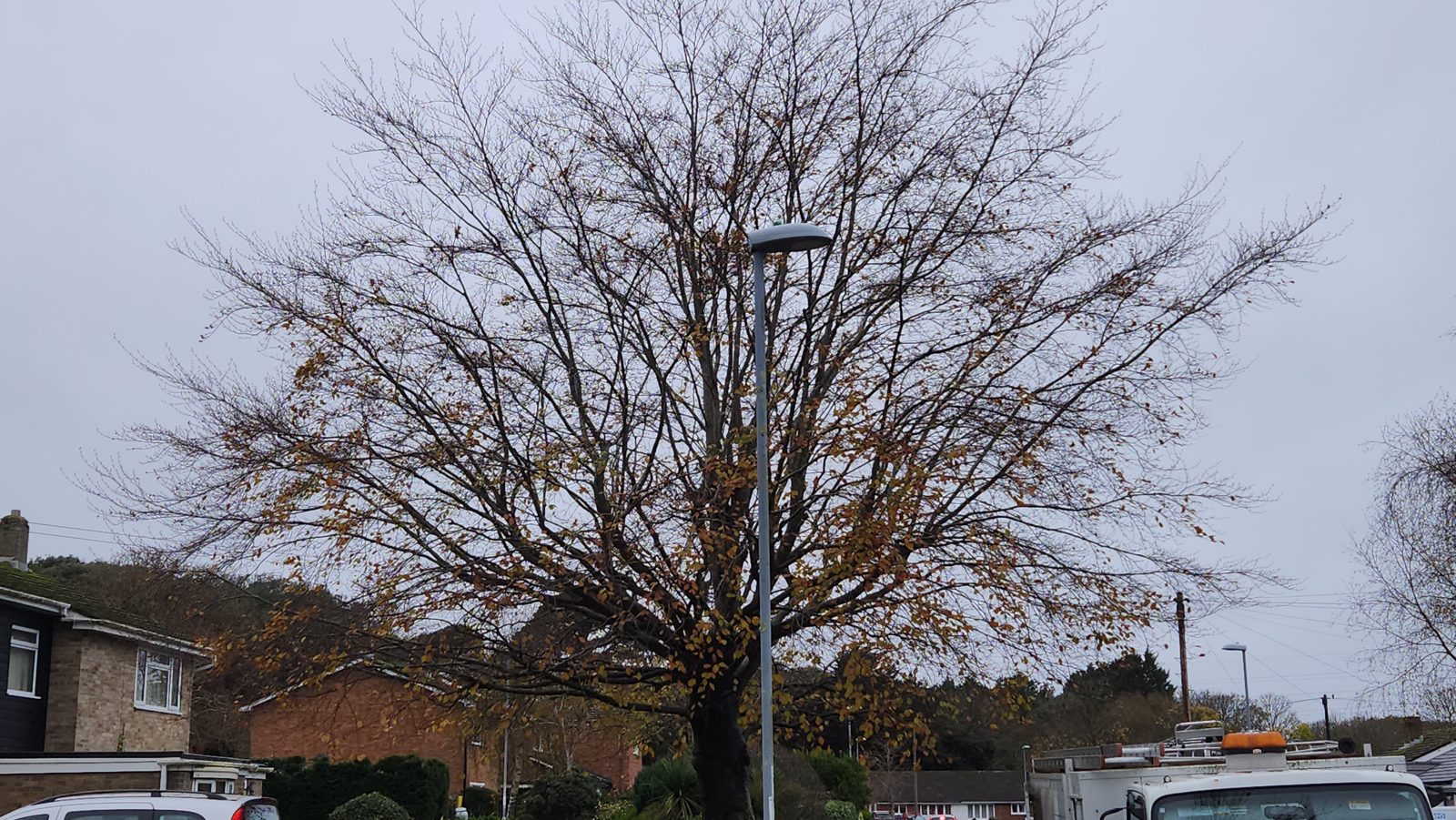 Before: a large, overgrown roadside tree spreading over the street